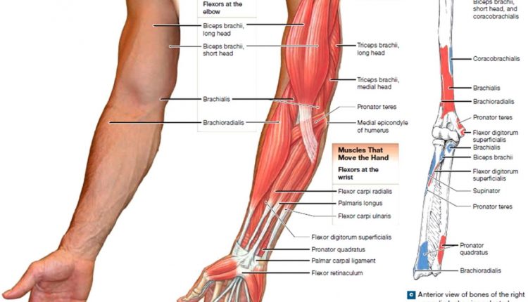 muscle-anatomy-skeletal-muscles-groin-muscles-calf-muscles